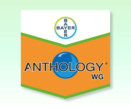 Anthology WG herbisit buğday yabancı ot ilacı Bayer